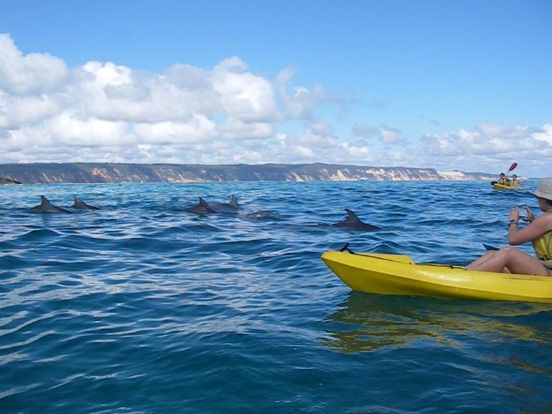kayak and dolphins