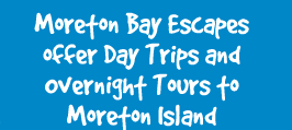 Day Trips and Overnight Tours to Moreton island