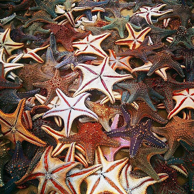 moreton starfish