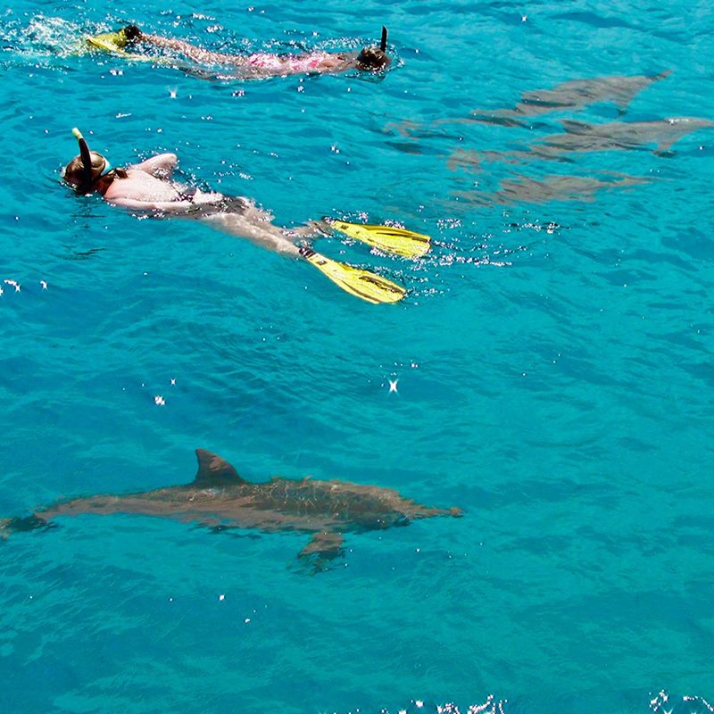 snorkel with dolphins